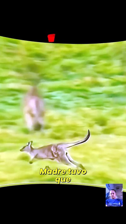 ¿Cómo escapó un pequeño canguro de los perros s...