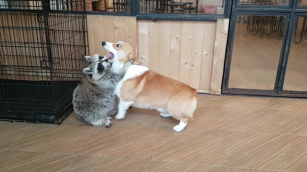 Heartwarming Encounter: Corgi and Raccoon Sparring at Animal Cafe