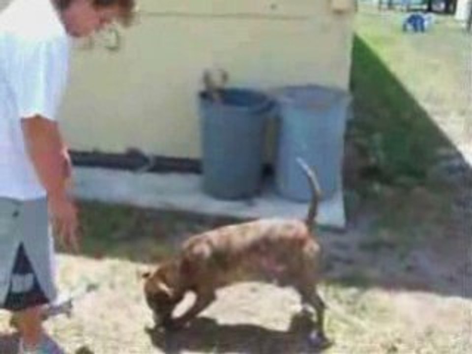 backfliper dog