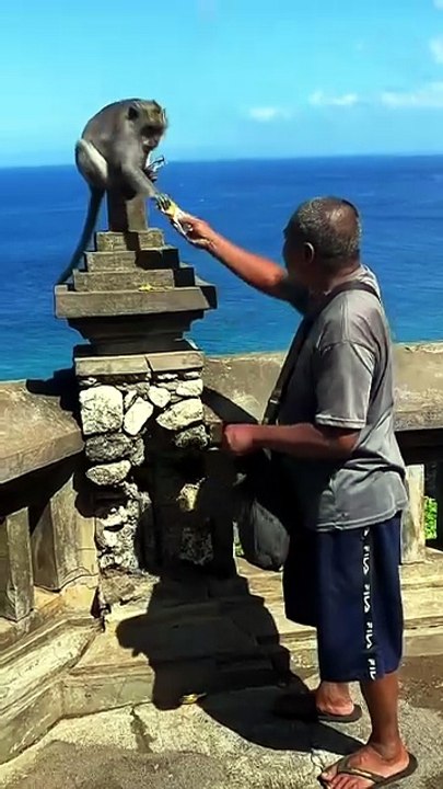 Man vs Monkey