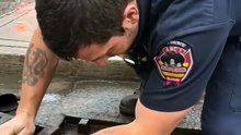 They Heard Crying Coming from the Storm Drain… 🐱🥺