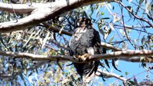 More green space revealed for Sydney's west with creation of Gulguer National Park