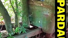 CAMINHÃO ABANDONADO, NASCEU ÁRVORE NO CHASSI