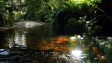 'Trout-free havens' provide hope in Tasmania's swan galaxias conservation program