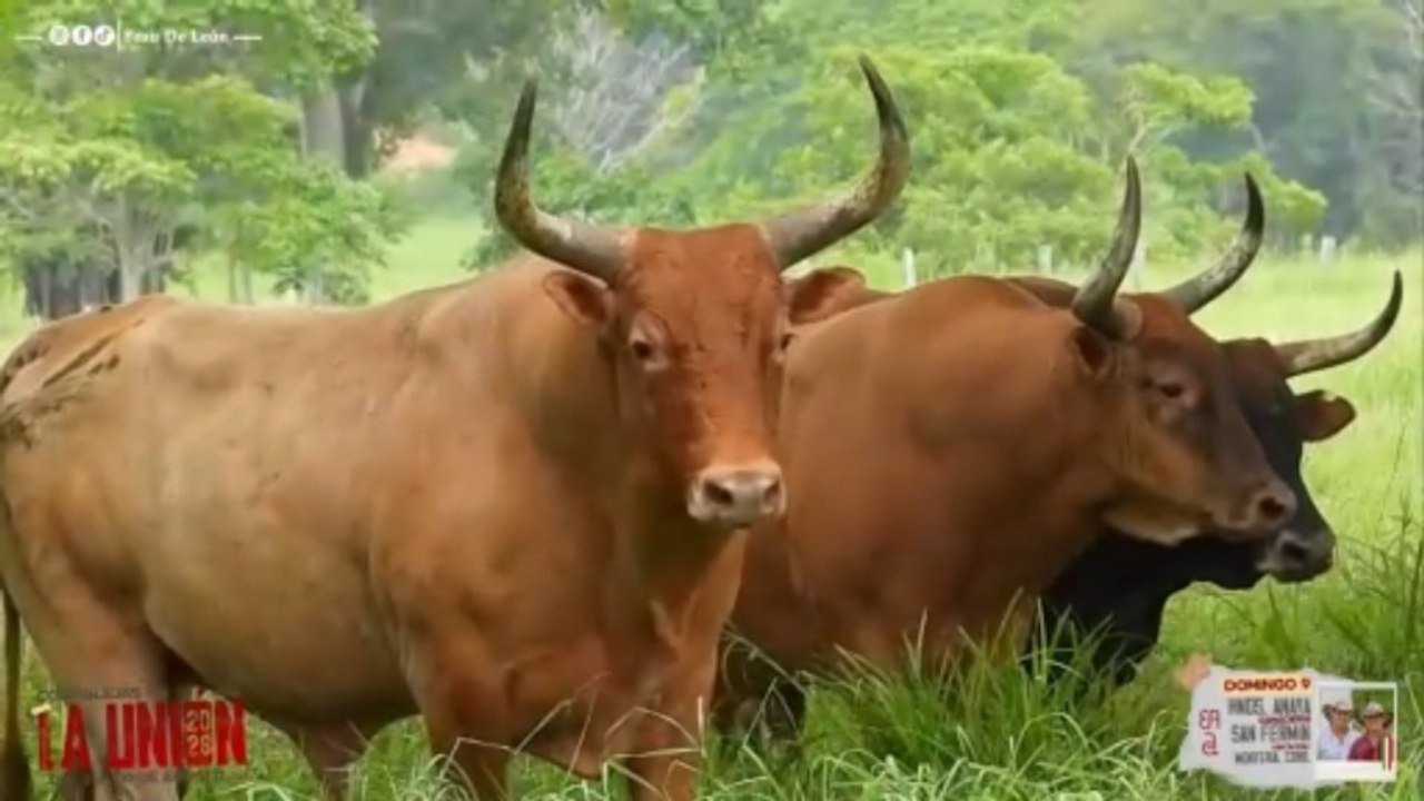 Corralejas La Unión 2026 | Visitas a las Ganaderías | Toros de Hnos. Anaya Díaz