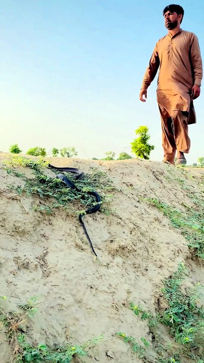 Guardian of the Desert 🐍 Found this beauty sitting like a king on the sand dune. Pure wilderness! 2