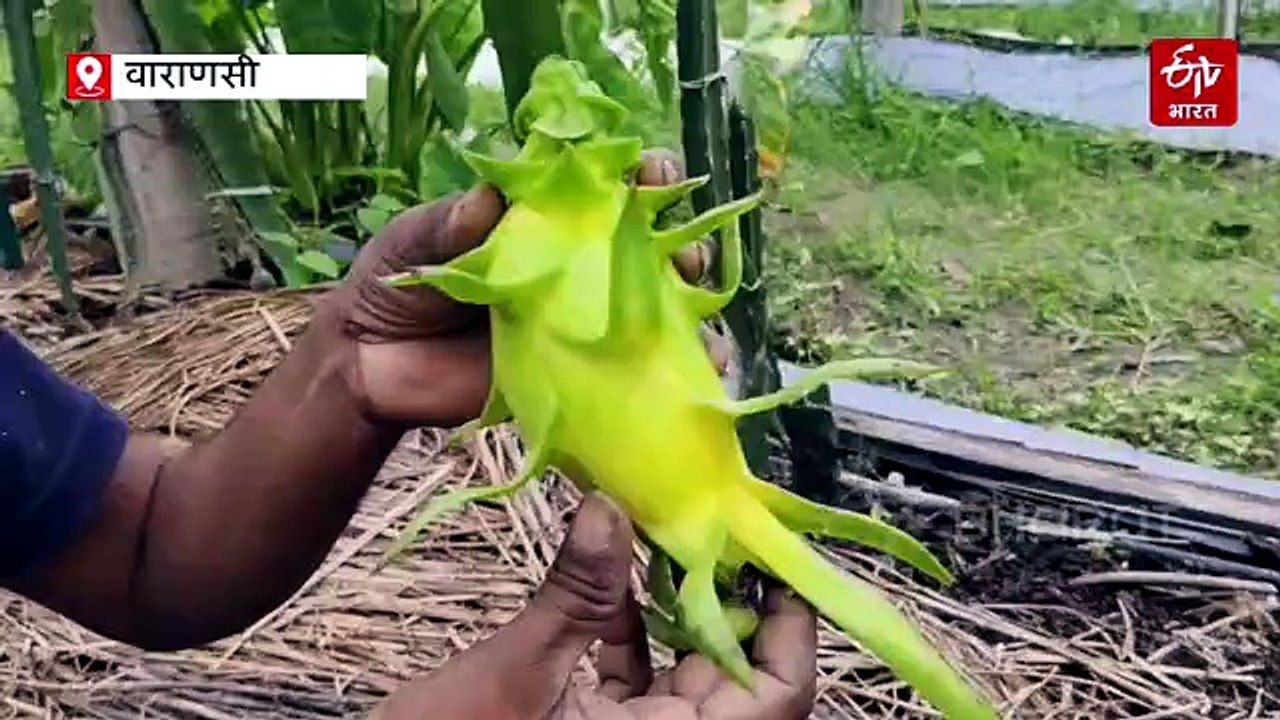 वाराणसी में इजरायली ड्रैगन फ्रूट की खेती, लाखों कमाई; किसानों के लिए क्यों है यह 'यलो गोल्ड'