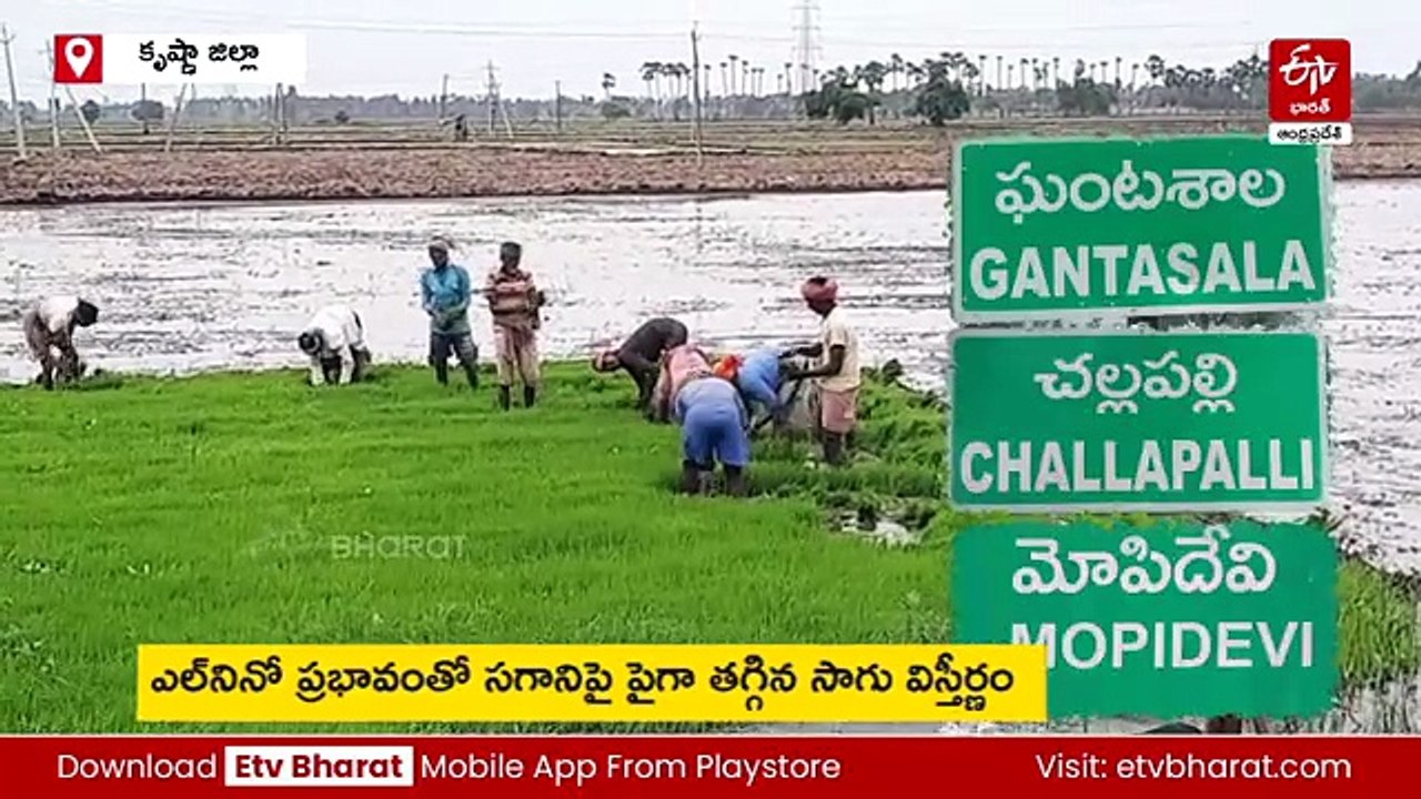 దివిసీమలో అన్నదాతకు 'ఎల్‌నినో' గండం - వర్షం, సాగునీటి కోసం రైతుల ఎదురుచూపులు