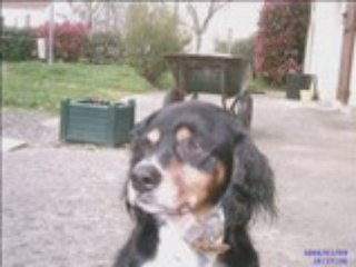 Ma vie version animo