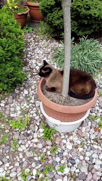 The Boss of the Yard has been planted in position 😼 #cats #funnycats #catlovers #garden