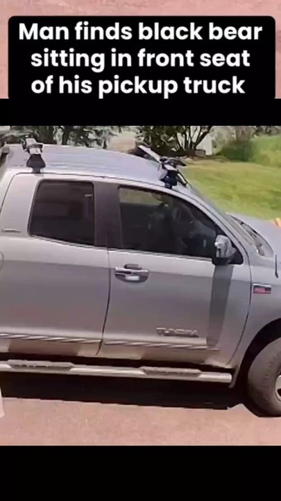 A man was shocked to find a black bear in the front seat of his pickup truck outside a home in Steam
