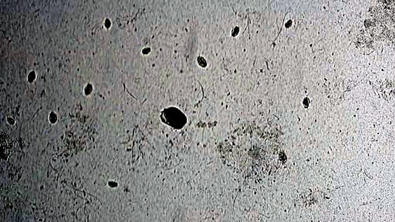 pnas.2606891123.sm01