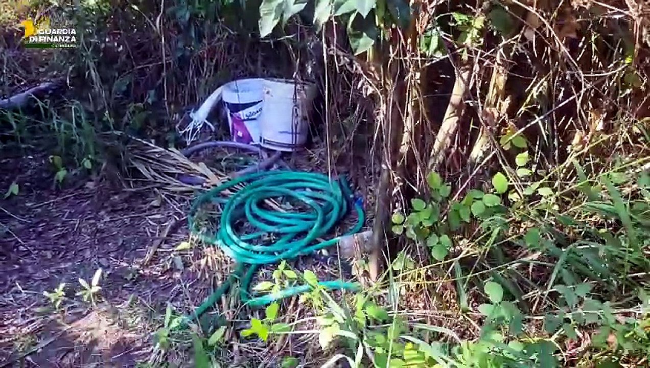 Catanzaro: scoperte due piantagioni di marijuana tra la vegetazione del Corace. Avrebbero fruttato 200 mila euro