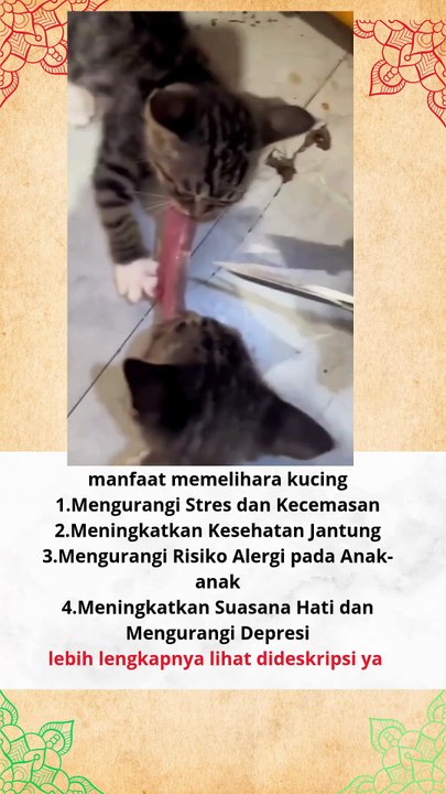 manfaat memelihara kucing secara fisik dan mental  #news