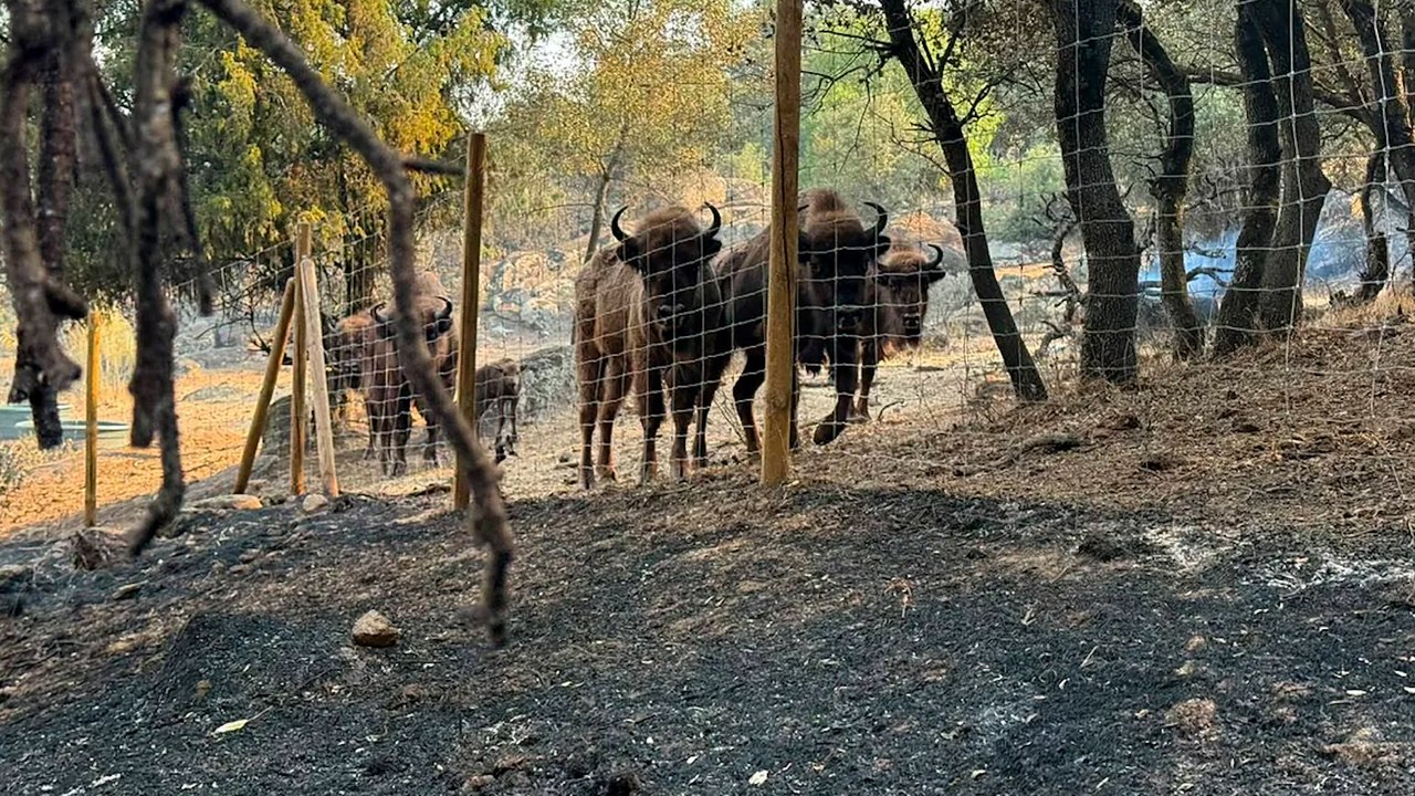 Los bisontes que salvaron una reserva natural de las llamas... Y a sus caballos