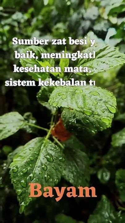 manfaat sayur bayam untuk kesehatan kita
