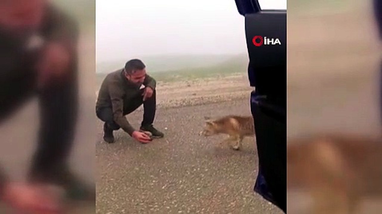 O anlar kameraya yansıdı! Aç tilkiyi elleriyle böyle beslediler