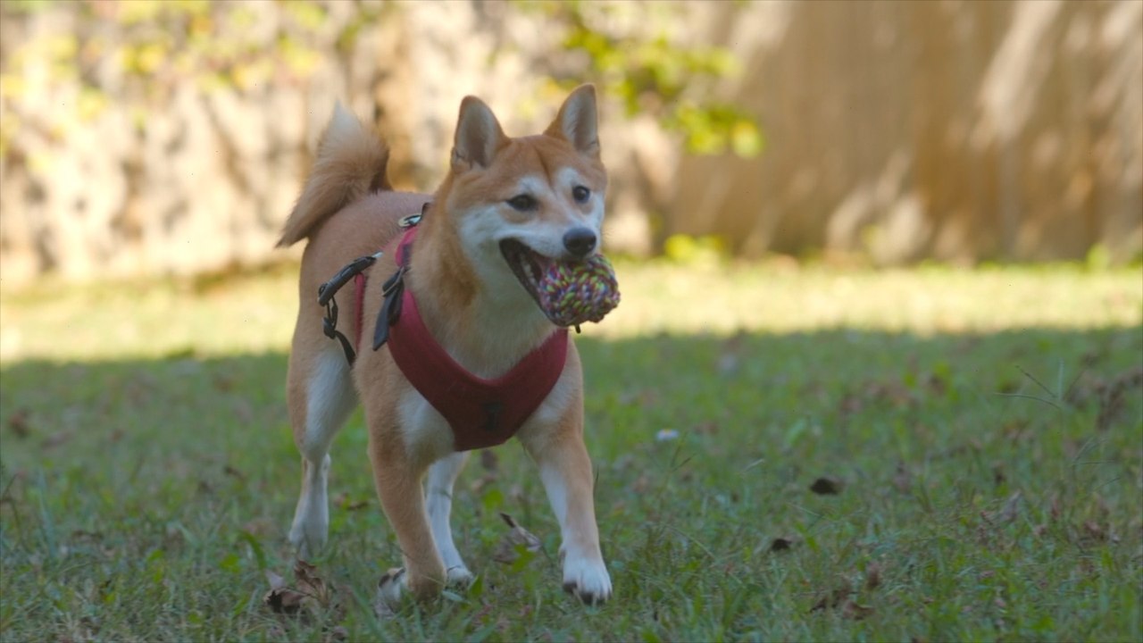 Teach Your Dog to Fetch: Simple, proven steps for getting your pup to bring it back