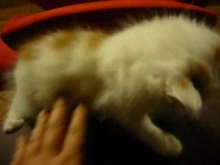 Chatons sur canapé partie1