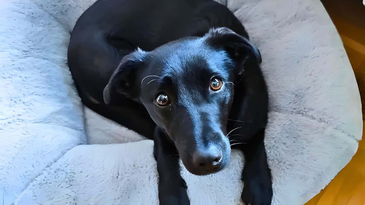 Dog Breeds That Depend on Your Constant Attention