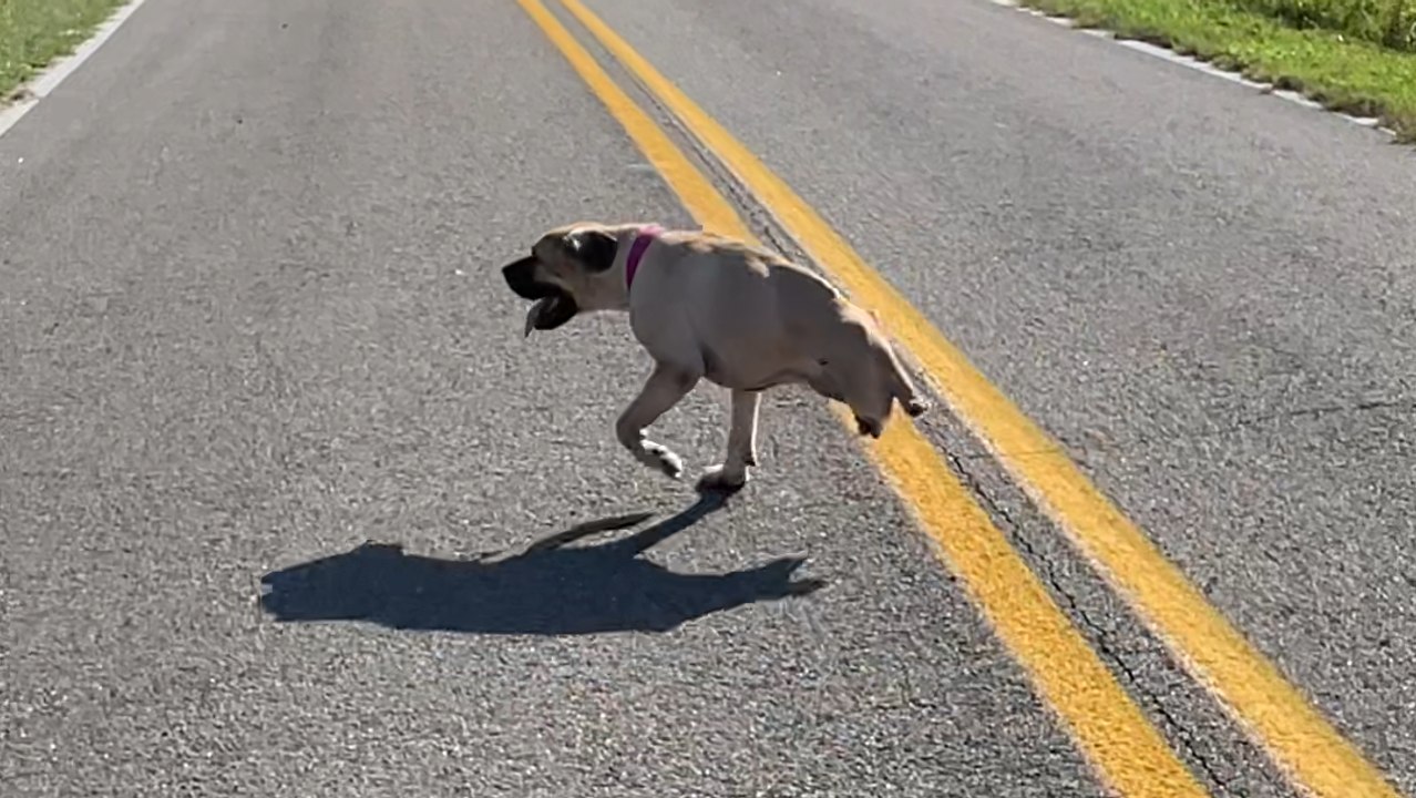 Inspiring Double Amputee Dog Relishes Morning Sunshine on Walk