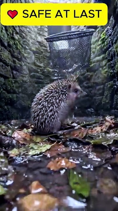 Baby Hedgehog Rescue | Trapped in an Abandoned Well | Heartwarming Wildlife Story 🦔