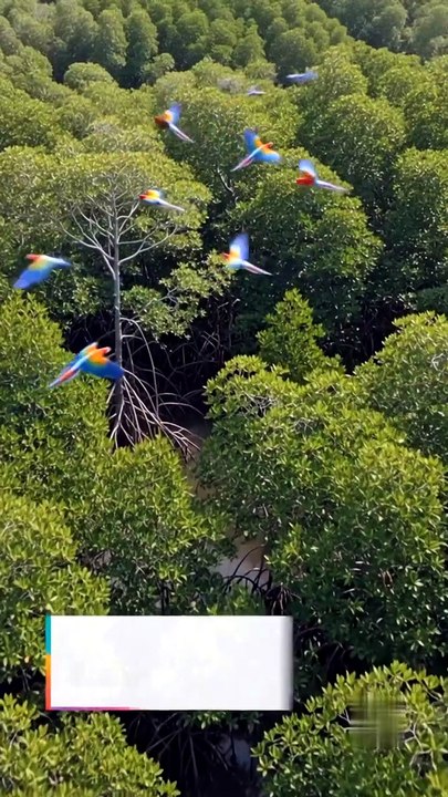 These Trees Are Quietly Saving Millions of Lives | The Hidden Power of Mangroves