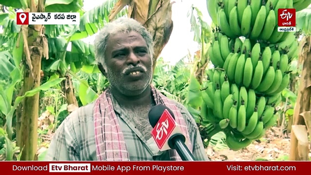 సీఎం మెచ్చిన 'లింగాల' - ఉద్యాన పంటల సాగుతో రైతుల ఘనత