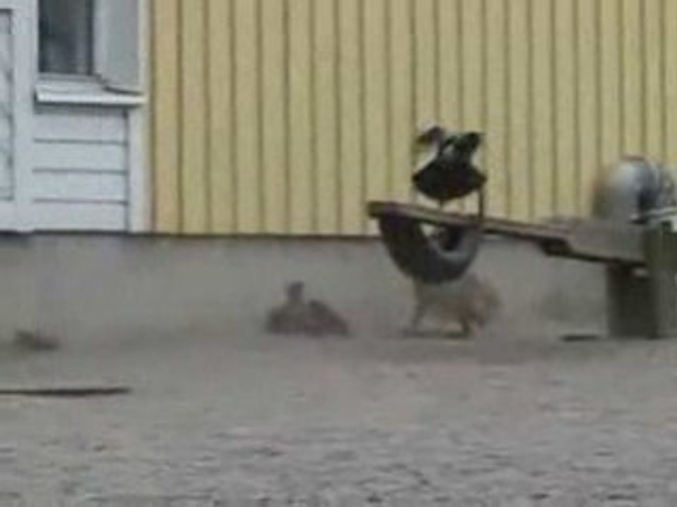 Un lapin attaque des corbeaux