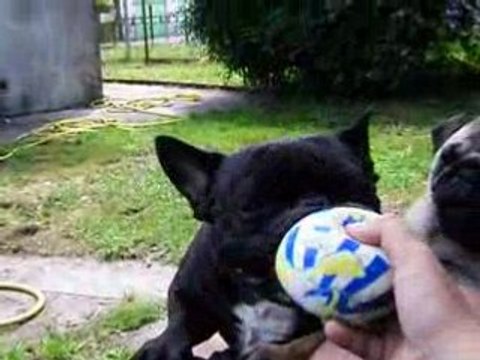 Jeux des chiens bourrins