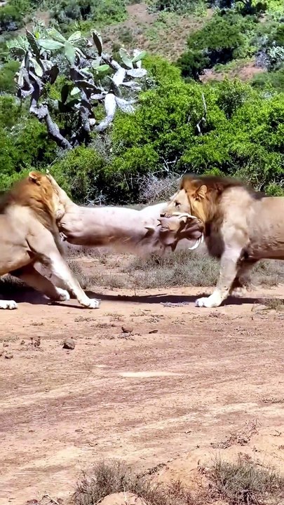 Raw Power of Kings: Lions Stalking and Hunting in Africa