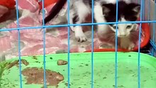we adopted a new kitten. comment what should we name it