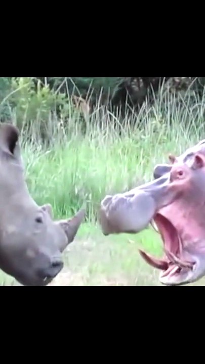 Breathtaking Safari Footage Of A White Rhino Confronting A Hippopotamus In A Tense Waterhole Standoff