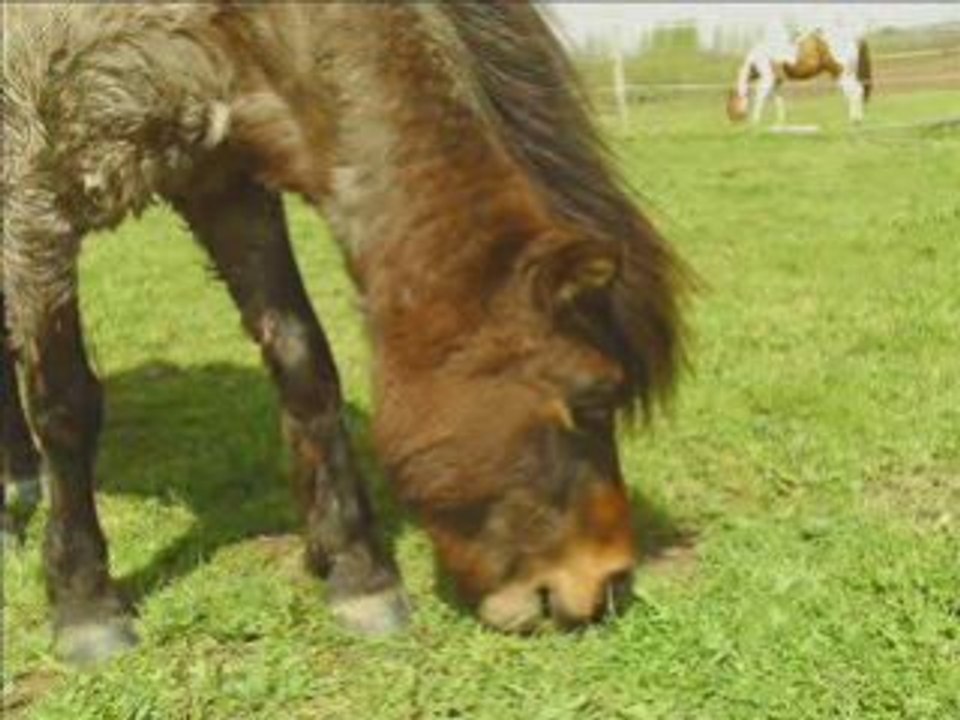 Video de moi et les chevaux