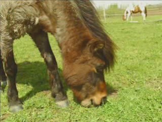Video de moi et les chevaux