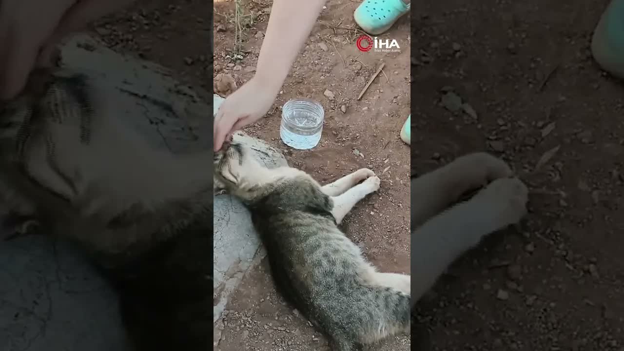 Nankör değil, çok vefalı çıktı
