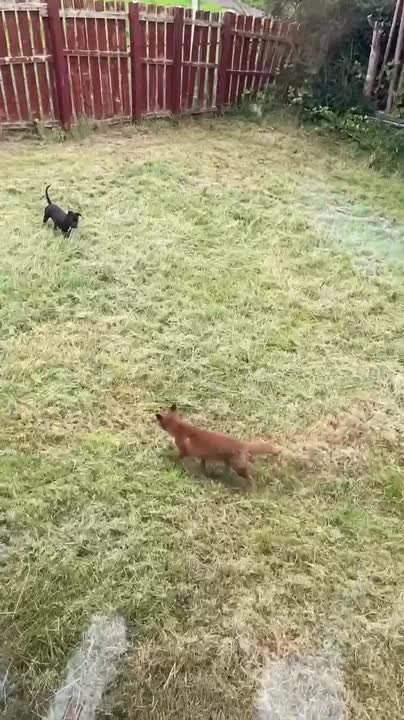 Wild Fox and Puppy Play Together