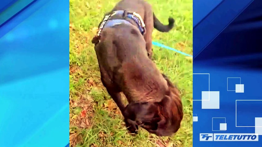 Video News - Abbandono animali, l'Enpa: "in 800 cercano casa"