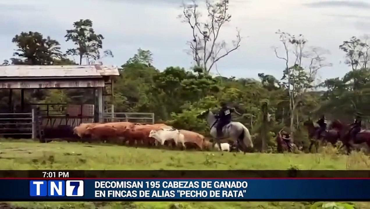 tn7-decomisan-195-cabezas-de-ganado-en-finca-de-alias-pecho-de-rata-220726 [Full Movie]