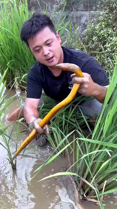 Fish caching
