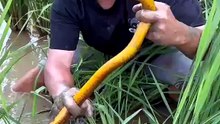 Fish caching