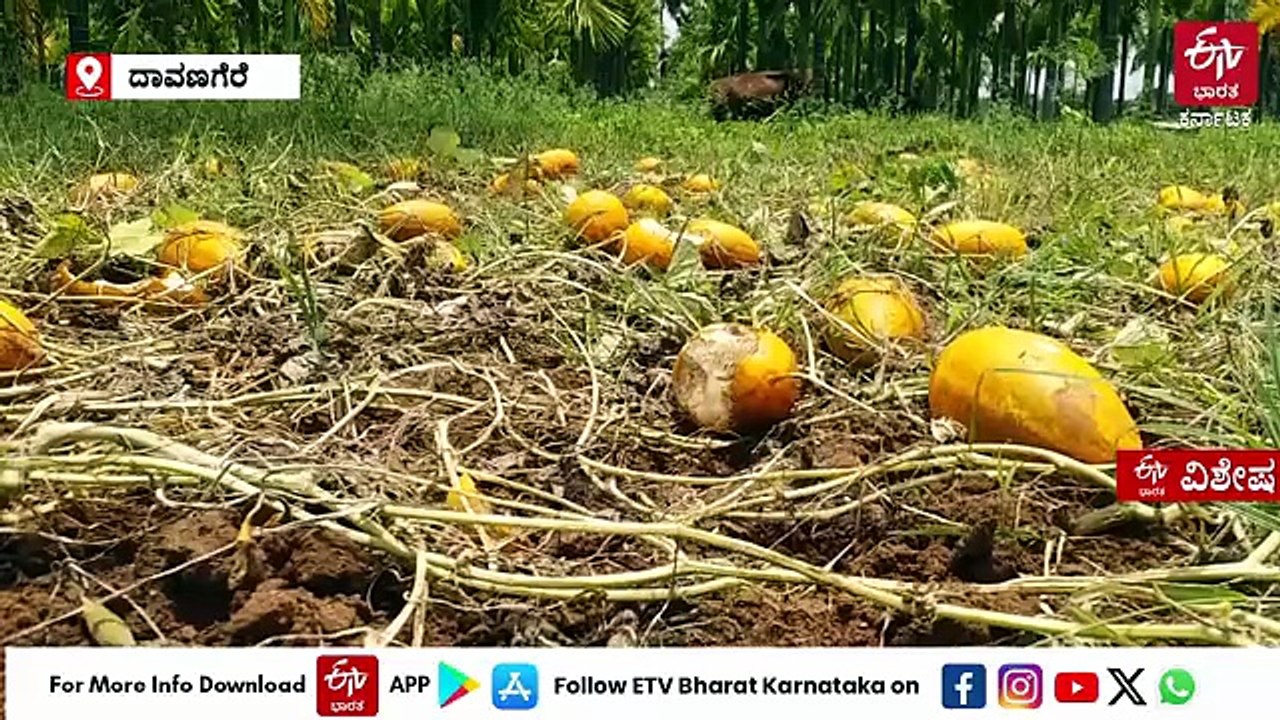 ಬರದ ನಡುವೆ ಅಲ್ಪಾವಧಿ ಬೆಳೆ ಬೆಳೆದ ರೈತನಿಗೆ ಮತ್ತಷ್ಟು ಸಂಕಷ್ಟ; ಸಾಂಬಾರ್​ ಸೌತೆ ದರ ಕುಸಿತದಿಂದ ಅನ್ನದಾತ ಕಂಗಾಲು