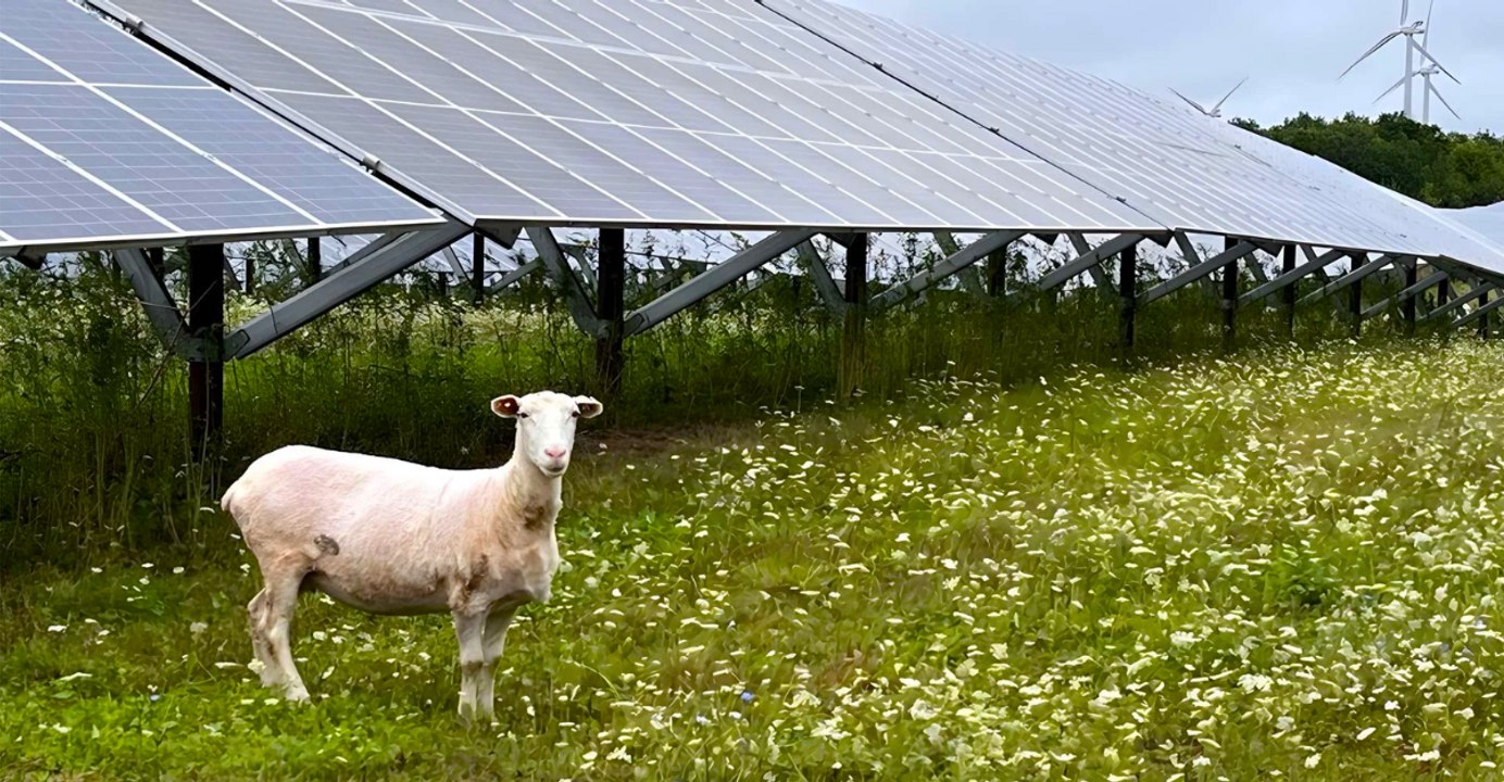 Sheep Under Solar Panels Help Farmers Weather Tough Times
