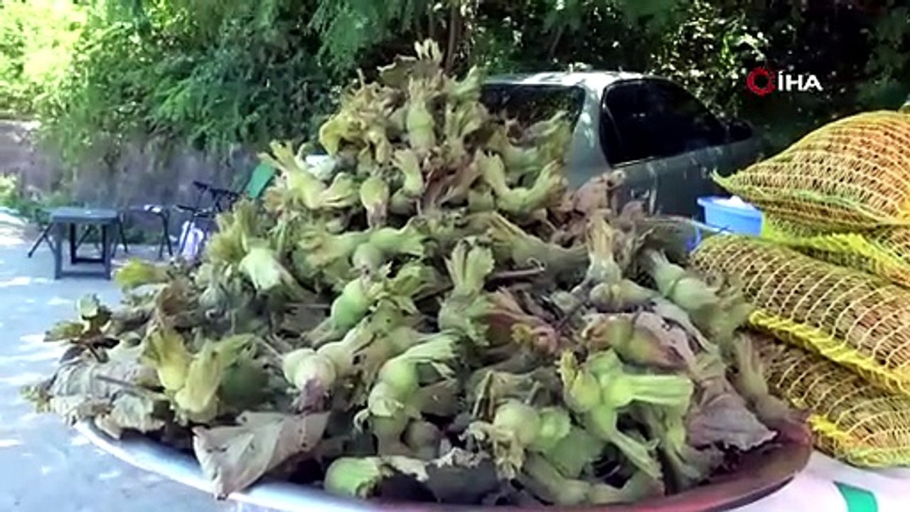 Giresun fındığı tezgaha indi, fiyatı belli oldu