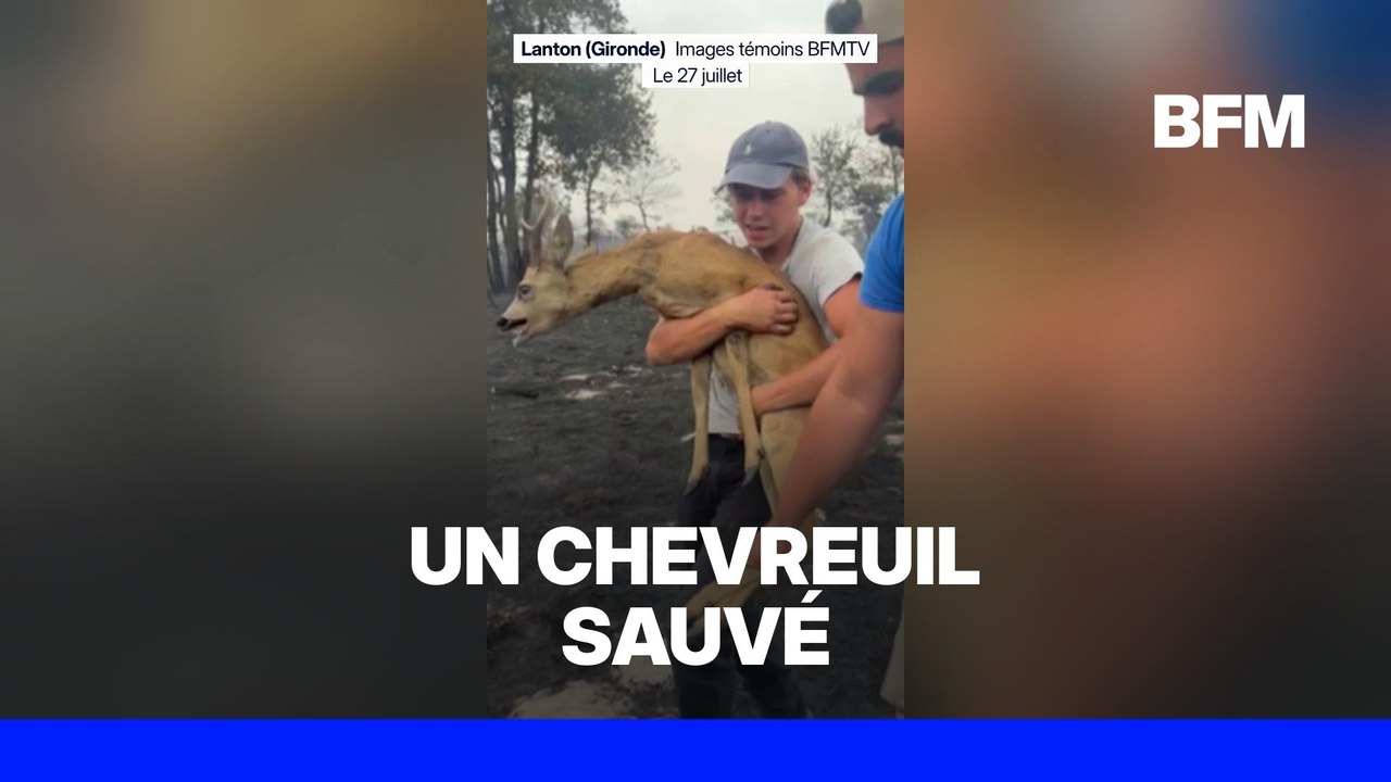 A Lanton, trois personnes ont sauvé un chevreui...