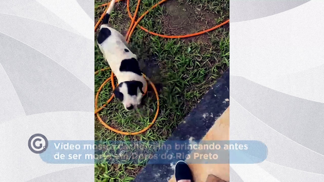 Vídeo mostra cachorrinha brincando antes de ser morta em Dores do Rio Preto