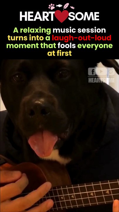 The rescue dog has a heartwarming moment when his owner plays behind him