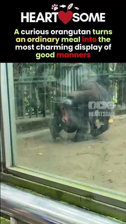 The orangutan melts hearts when he carefully washes a mango before eating it