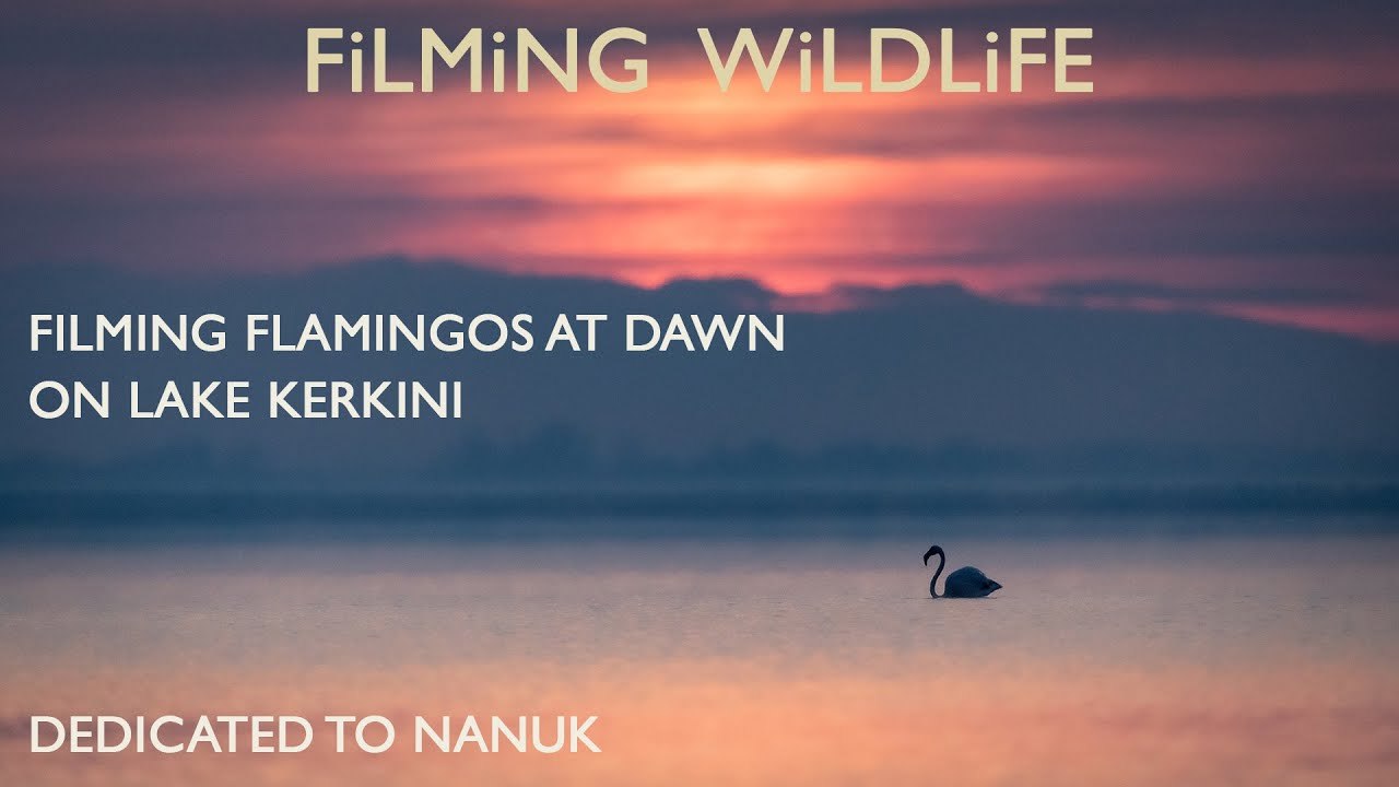 Filming Flamingos at Dawn on Lake Kerkini - In memory of Nanuk
