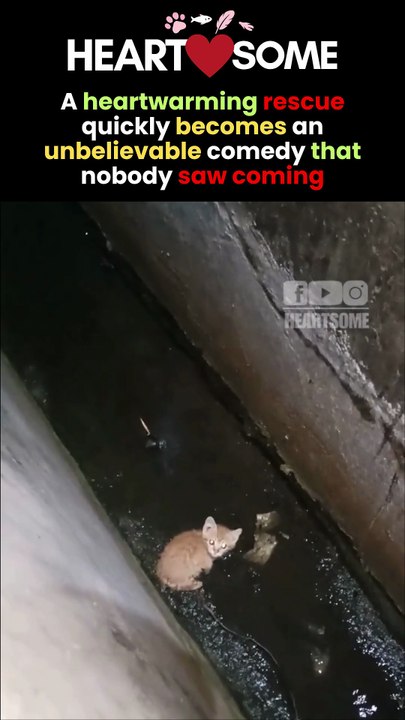 The little kitten has a heartwarming rescue before rushing back into the drain